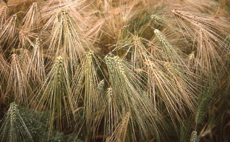 WT 183-03 Nepal Dew Barley.jpg